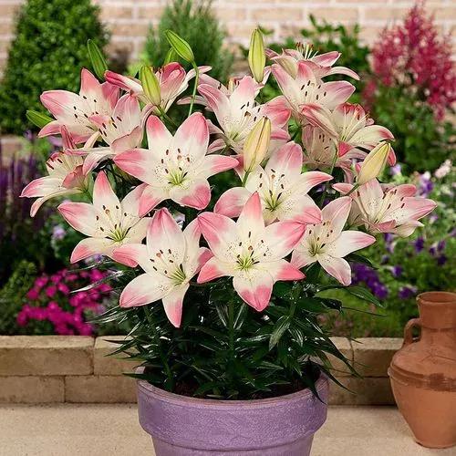 百合花有哪种常见病,百合花常见的病虫害及防治措施