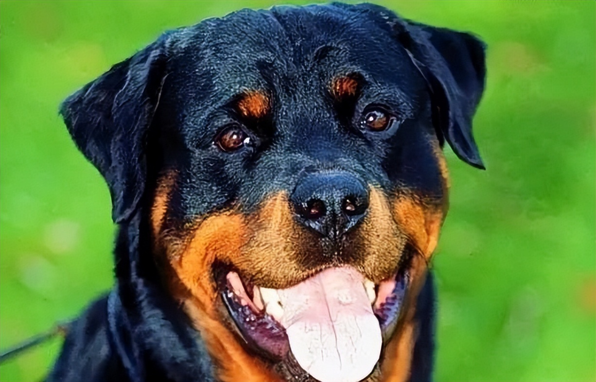 罗威纳百科全书,罗威纳犬训练教程