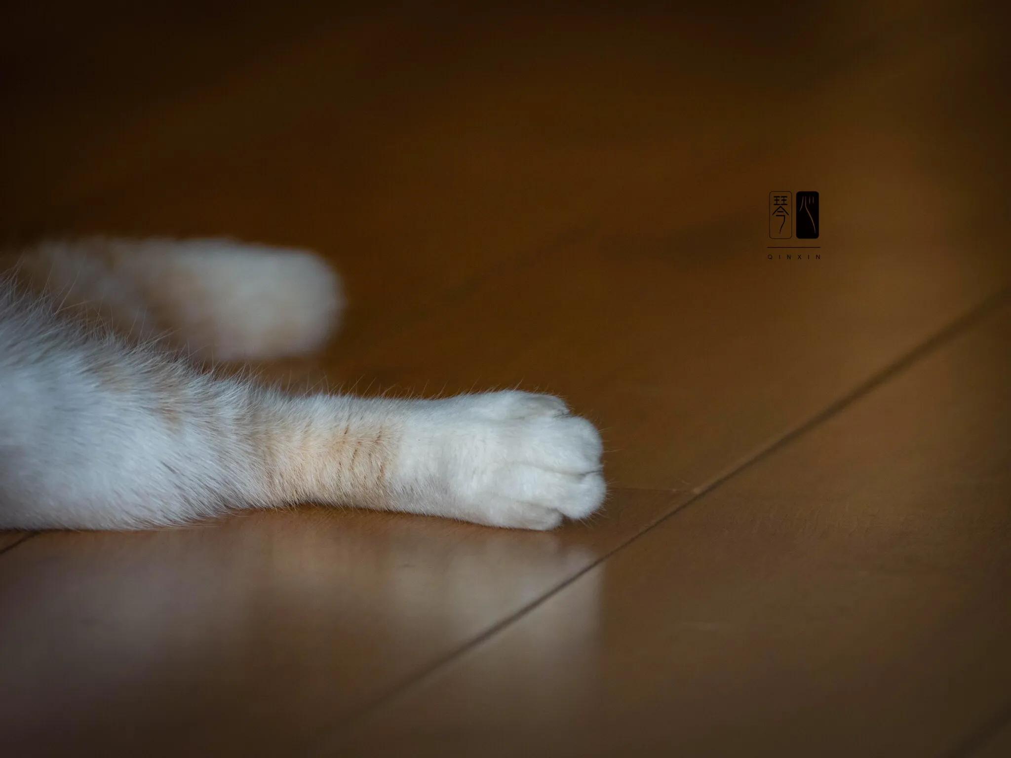 猫生快乐🎂❤️👻－昔爷一岁啦