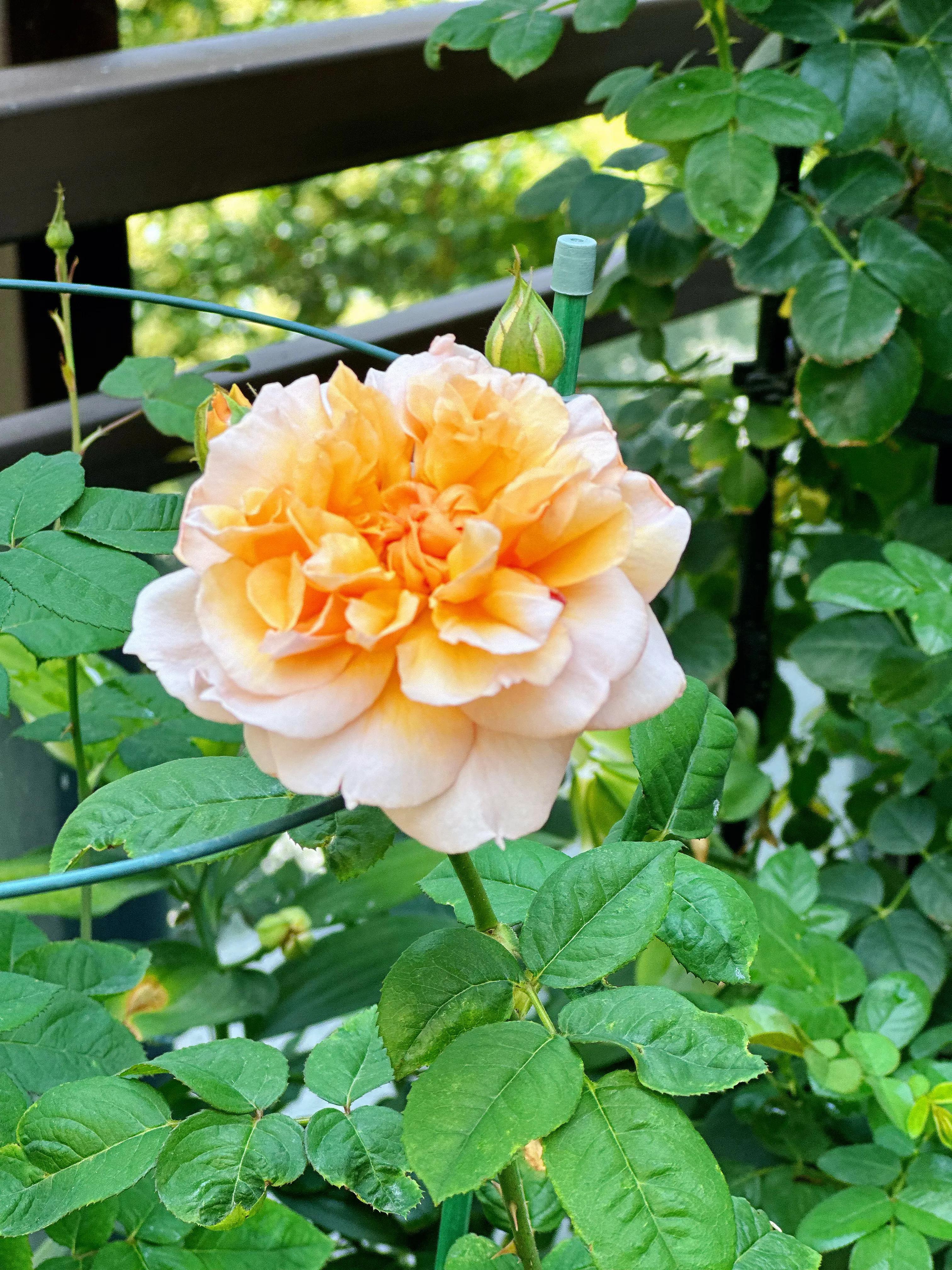 多季节开花的月季有哪些,夏天月季开花不标准