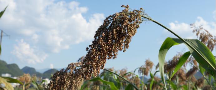 好山好水出好酒，天然美酒佳百年