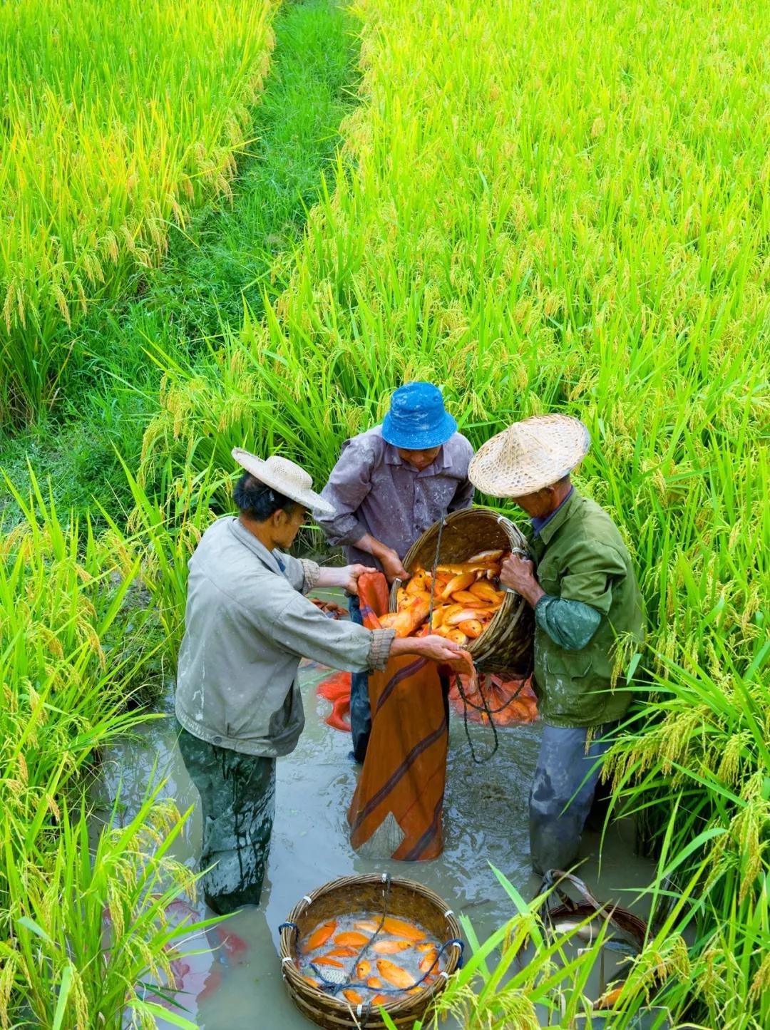 中国唯一用欧元买菜的江南小城,青田市民买菜用欧元