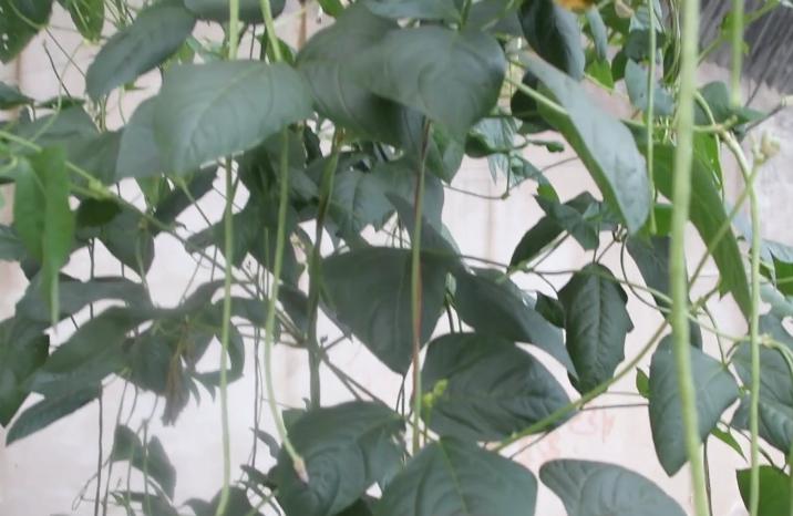 如何种植豆角施肥全过程,种豆角施肥禁忌是什么