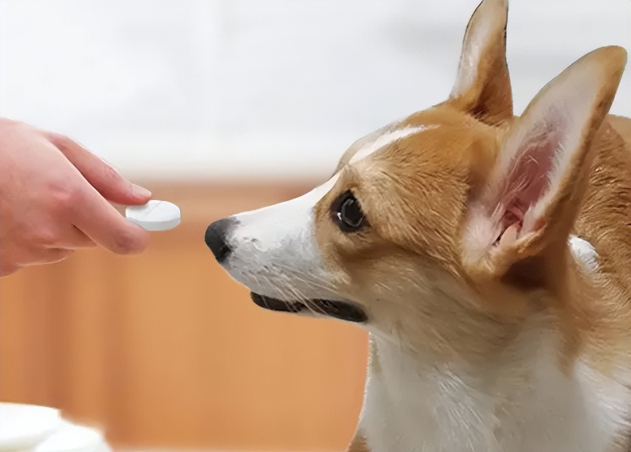 狗狗肠胃疾病有哪些表现,怎么判断狗狗有没有肠胃病