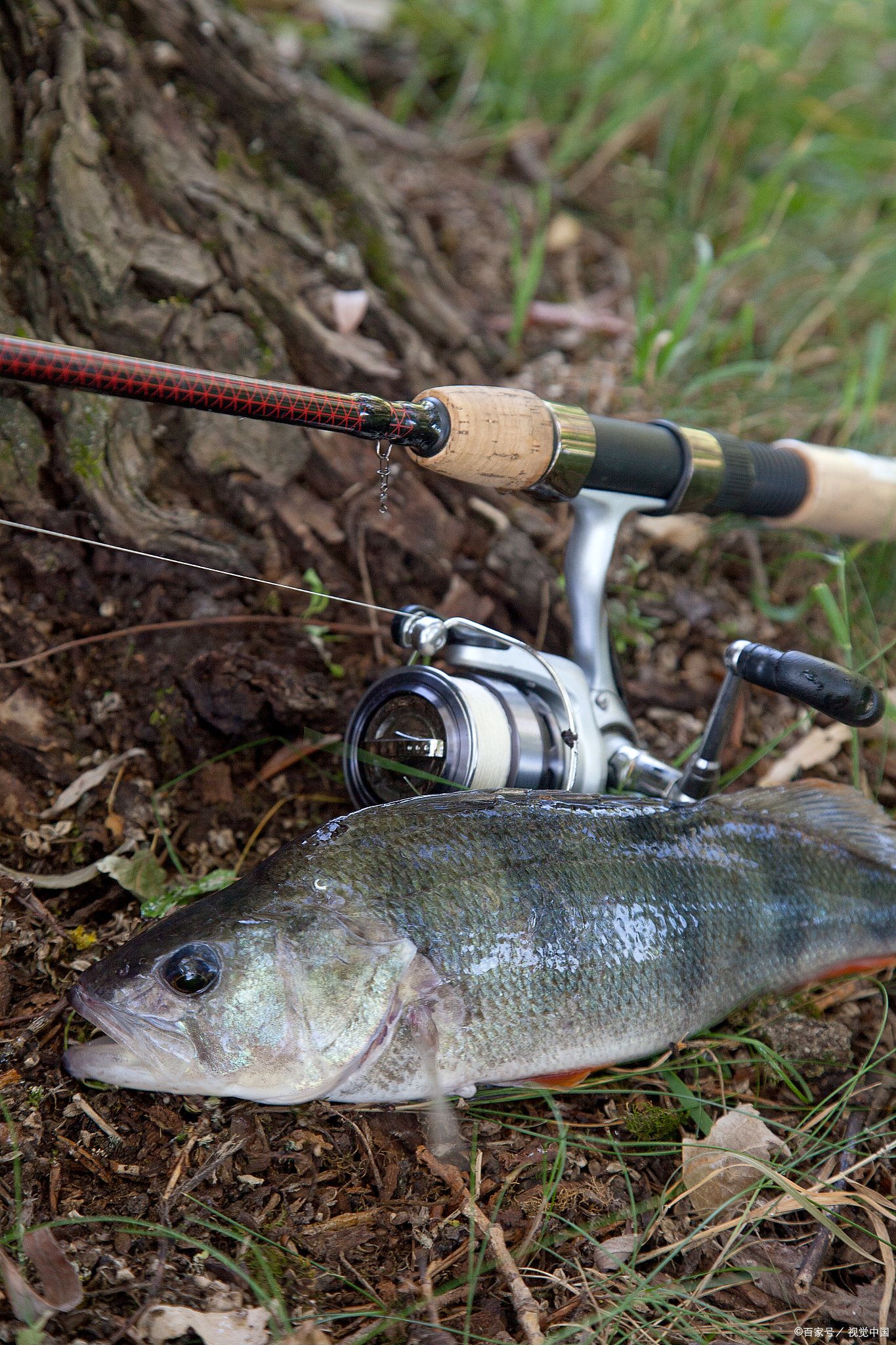 路亚威海鱼竿,威海海钓路亚鱼竿推荐