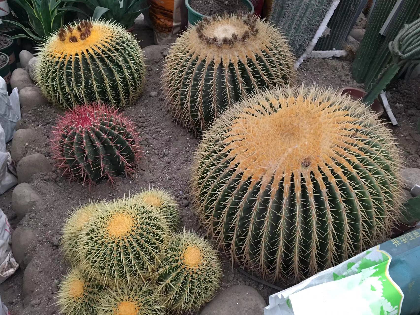 成都春天花卉市场哪里最便宜,成都温江区最便宜的花卉市场