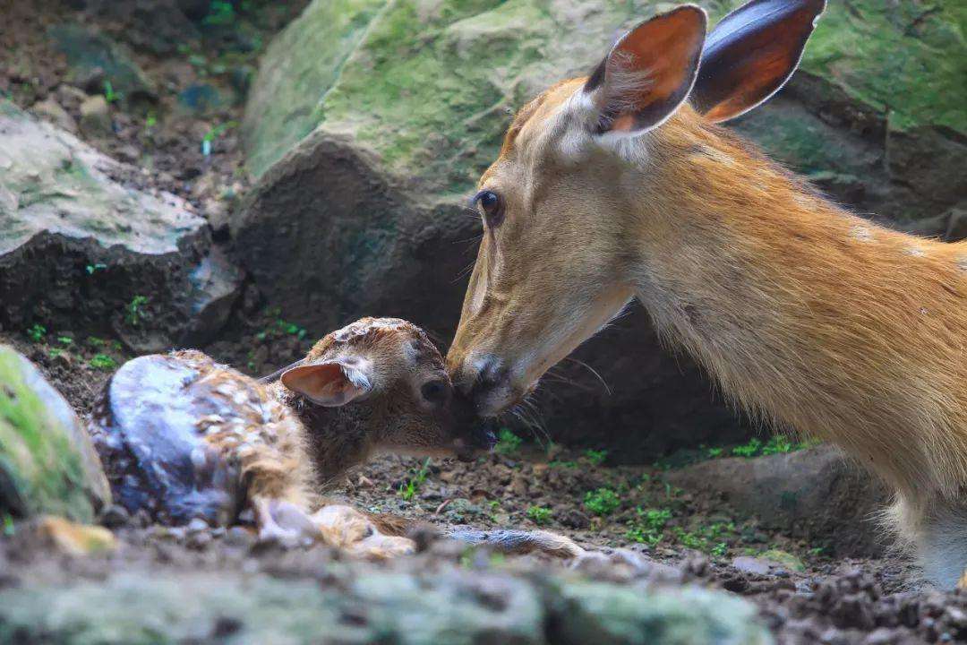 吉林男子野外捡鹿,吉林男子捡到小鹿