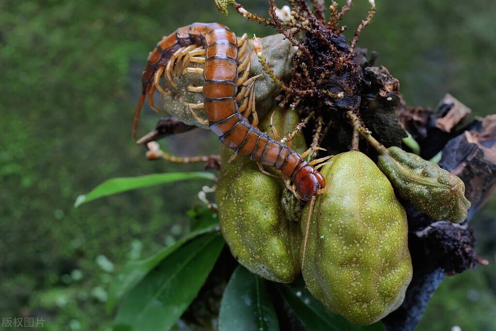 世界上最大的蜈蚣是哪几种,世界上最大的蜈蚣你绝对没见过