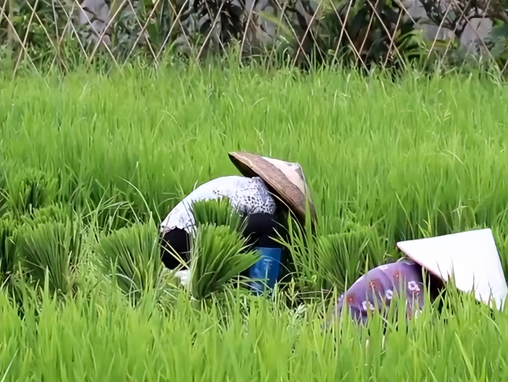 种植300亩水稻一年纯利润将近20万,农民种水稻赚两千万