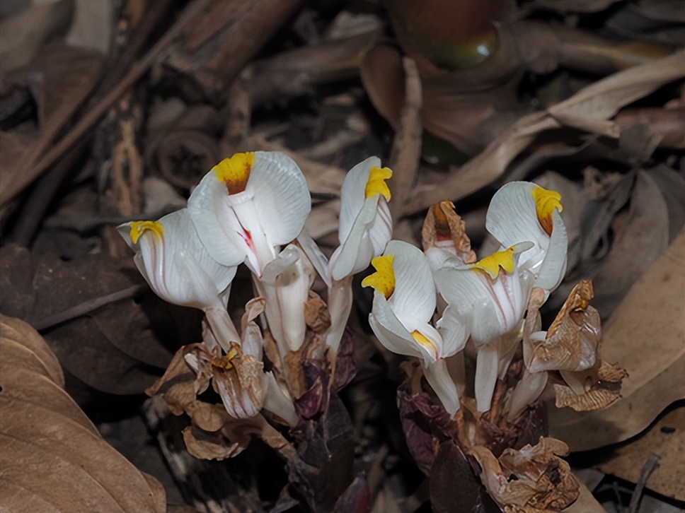 最厉害植物名称大全,5种类型植物名称