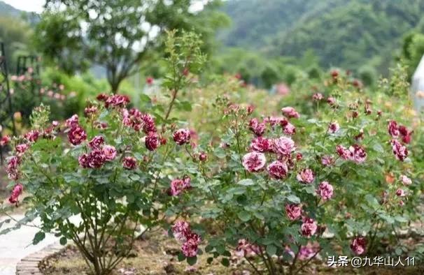 常见丰花月季品种一览,阳台盆栽丰花月季什么品种最好