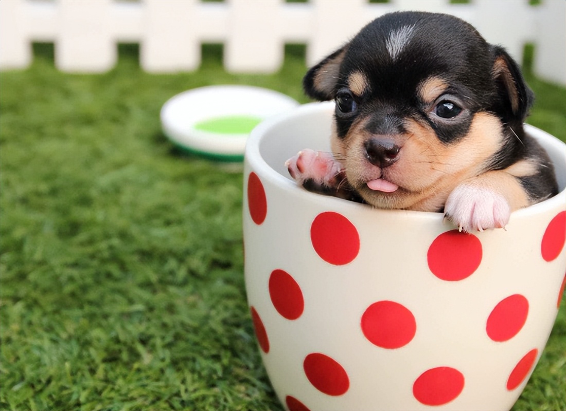 茶杯犬的迷你小狗,迷你小的茶杯狗
