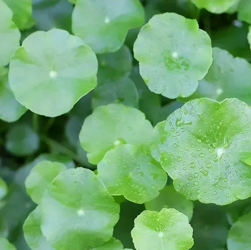 现在夏天适合哪种面膜,华熙生物面膜最值得买的