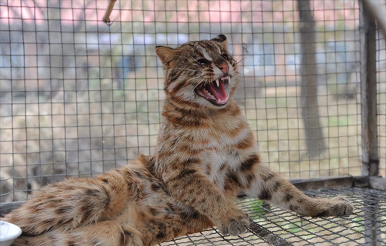 广东老太太捡了一只猫,广东老太上山捡了只小猫