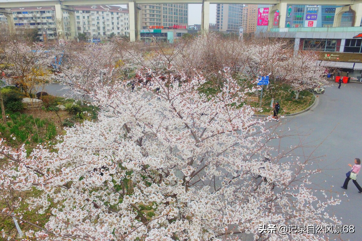 十七个赏樱花的好去处,适合看樱花的景点