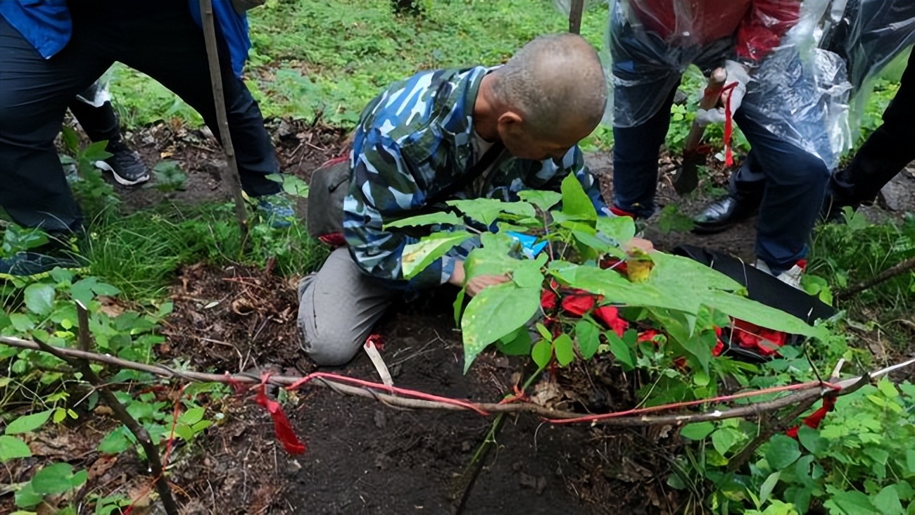 人参3元一支是正品吗,人参和园参是一个品种吗