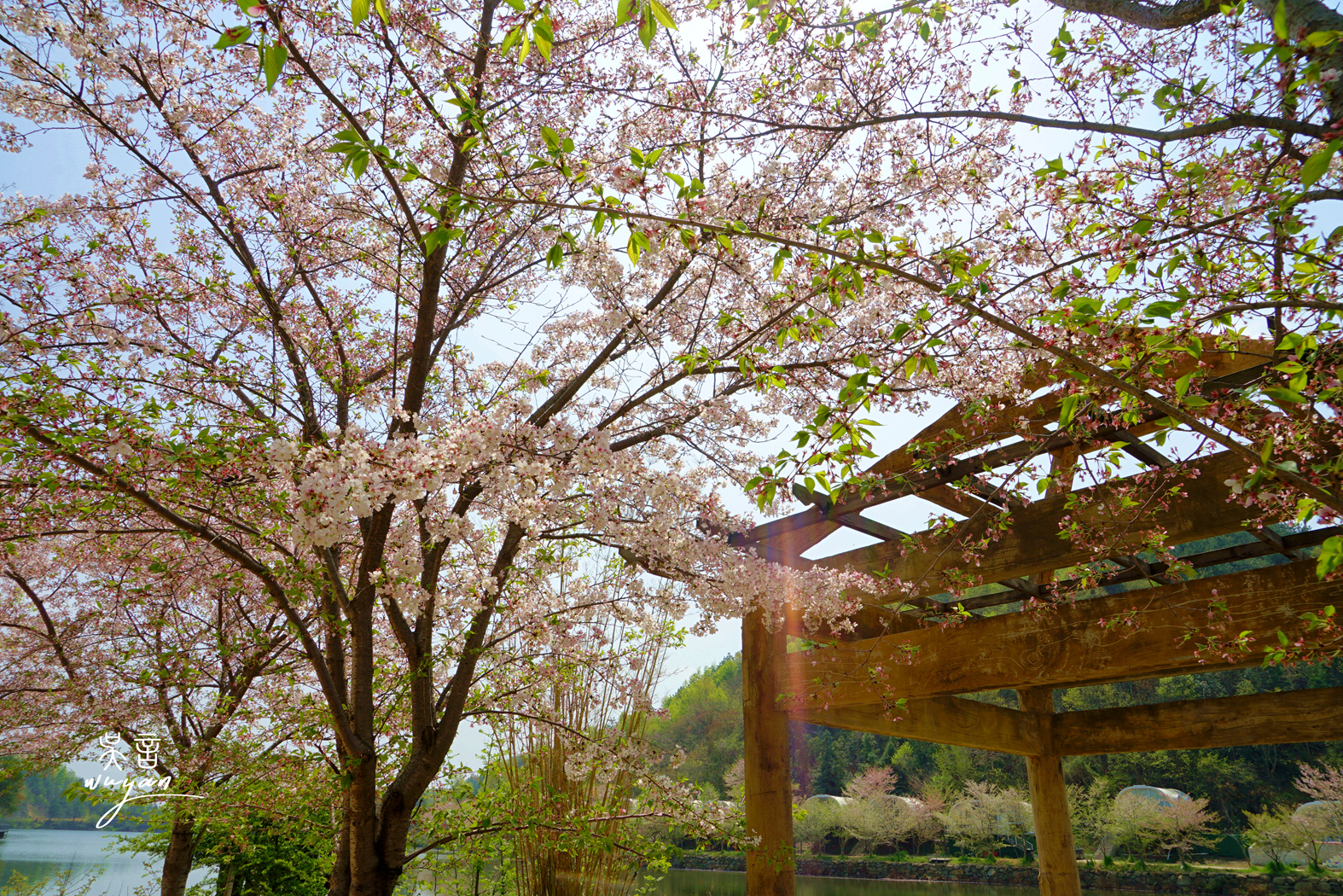 武汉看樱花半日游,武汉看樱花一日游