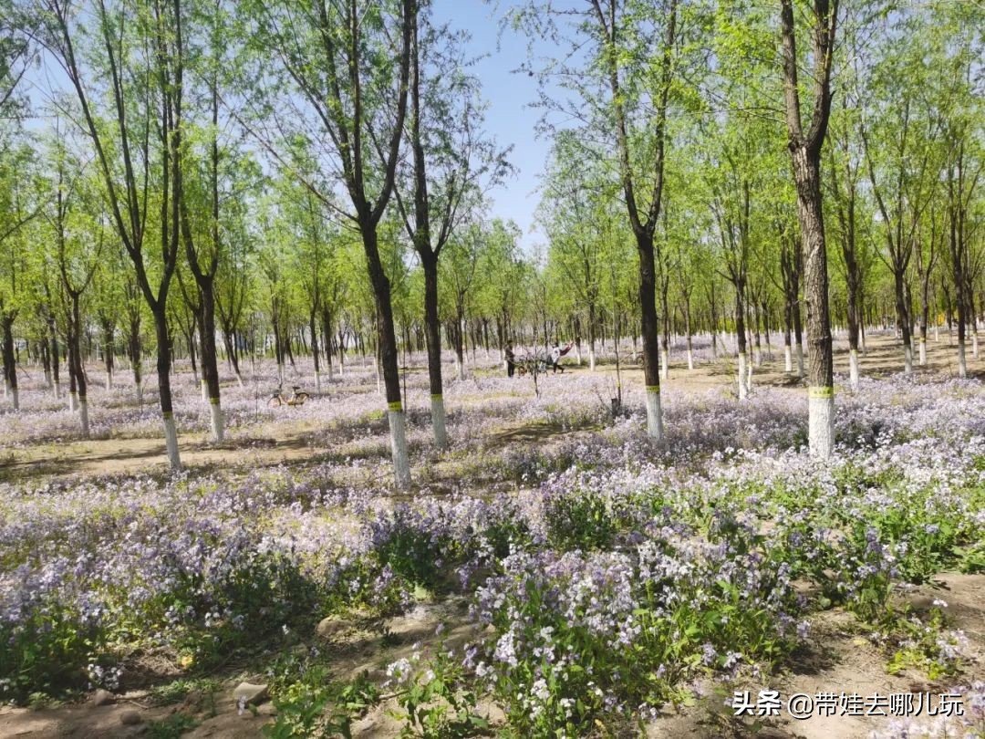 盘点各城市的骑行绿道,北京朝阳区39公里绿道将开放骑行