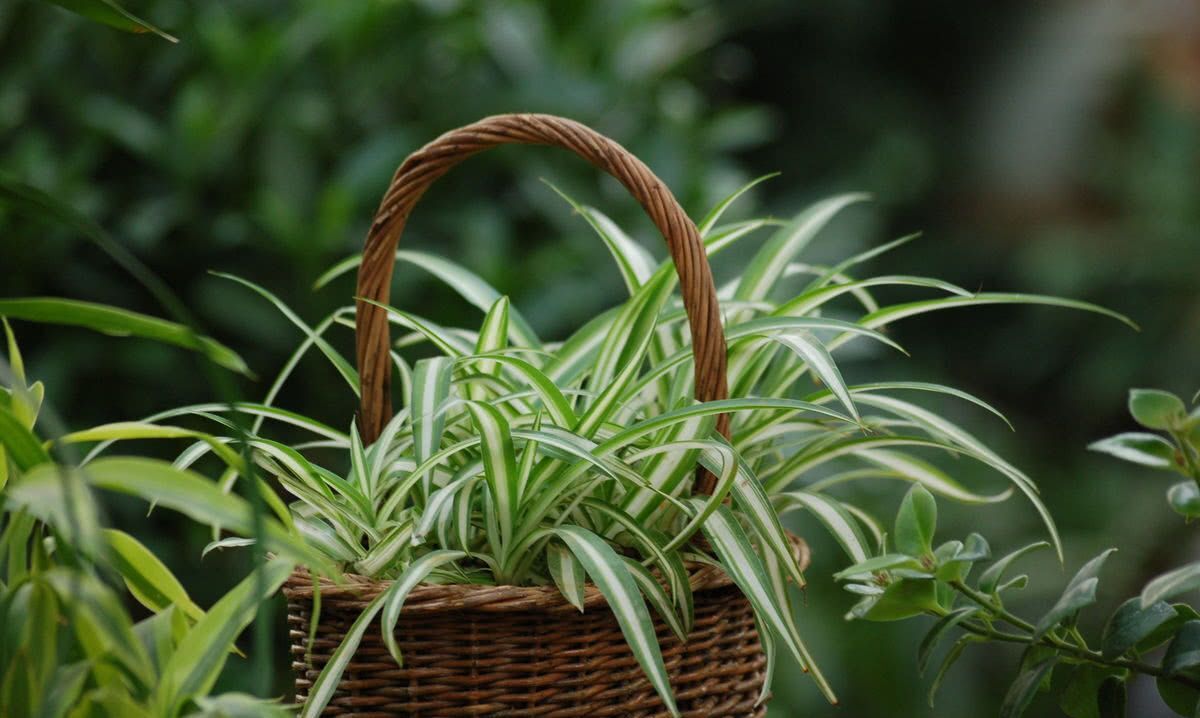 养吊兰注意这几点让其蹭蹭长爆盆,怎样让吊兰爆盆叶子厚而绿