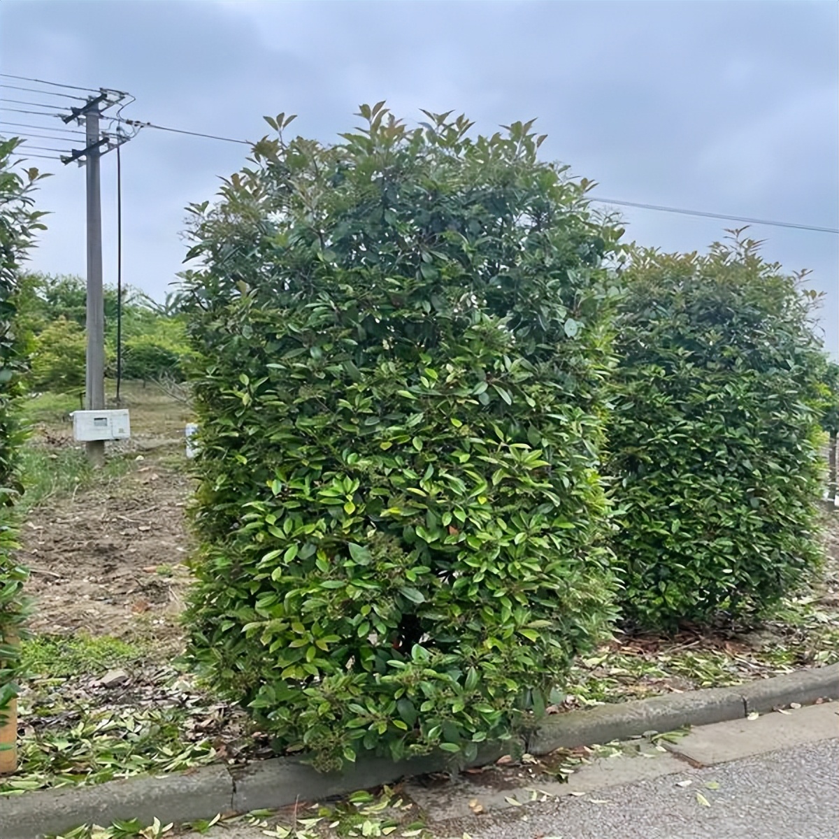 红叶石楠柱怎样栽活,红叶石楠树的培养方法