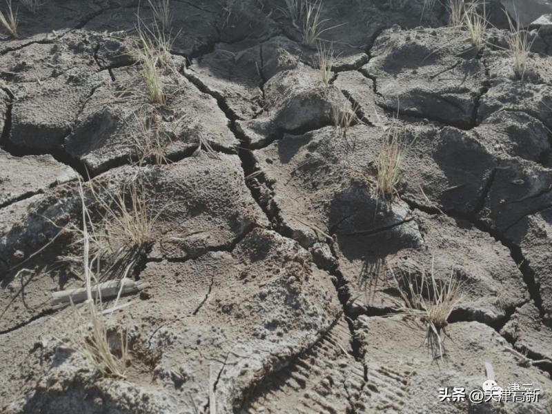 农民靠种地年收入达到3万,盐碱地增收