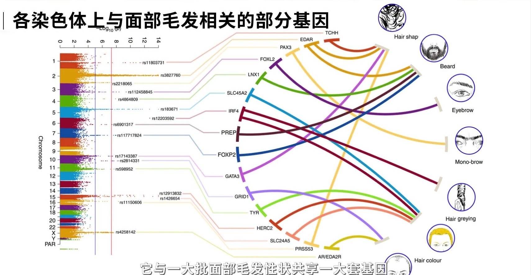 114万年前发生了啥？人类只剩头发、腋毛、阴部等处毛发有啥用？