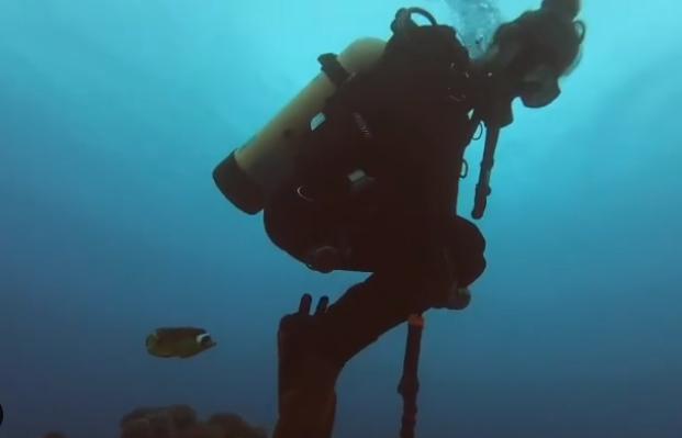 国外美女姐姐海里偶遇一只小鱼，竟引发神奇友谊！网友：前世情人