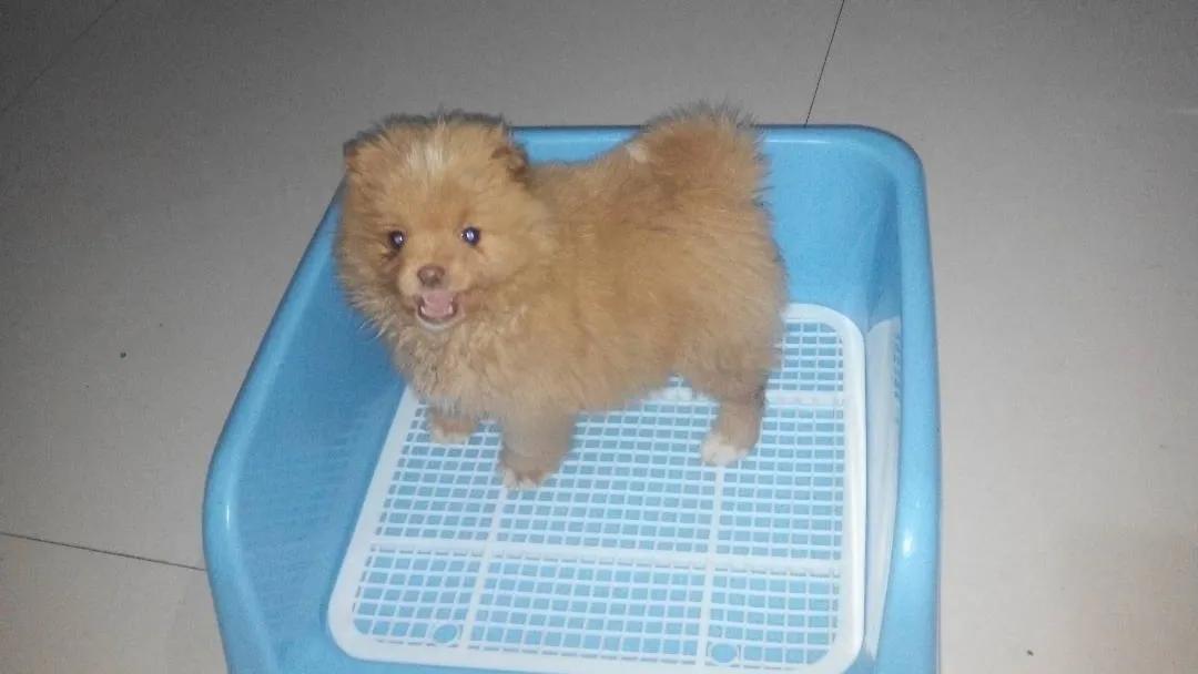 千万不要给狗狗吃吐司面包,千万别给狗吃鸡肉肠