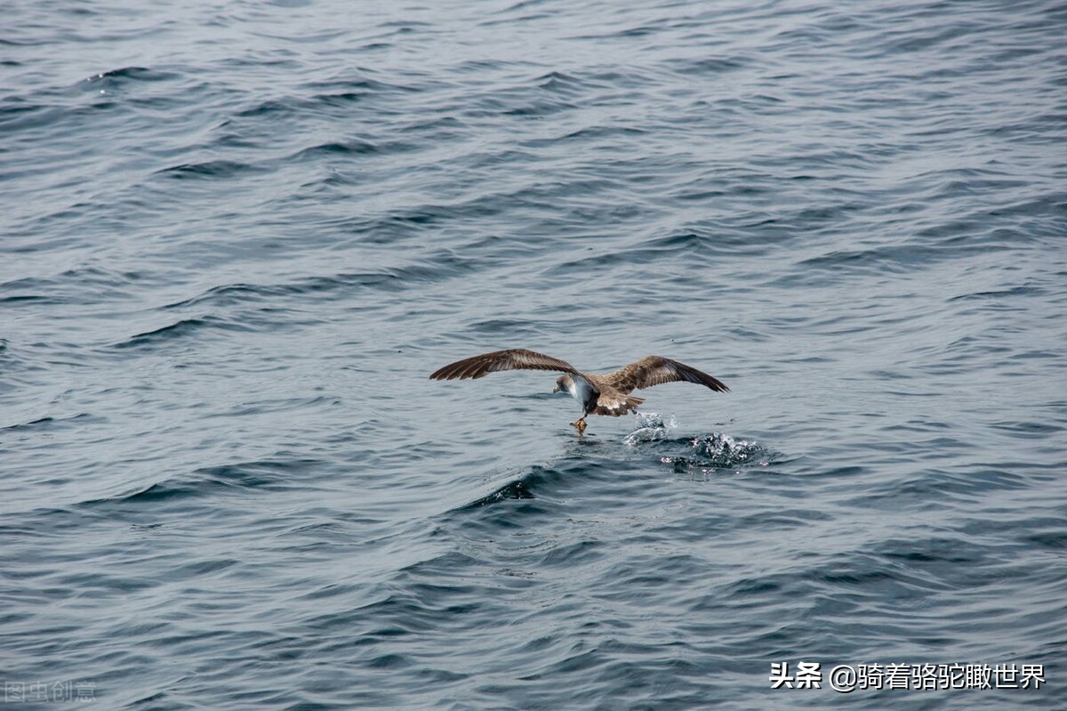 厦门彩虹沙滩赶海地方推荐,厦门鼓浪屿和彩虹沙滩