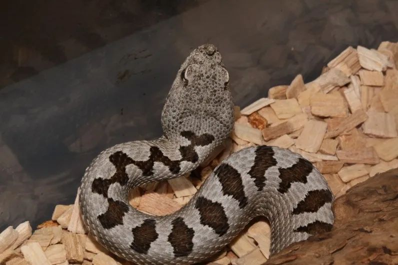 「原来欧洲有这么多种蛇？！」偷师卡塞尔的豢龙大师·下