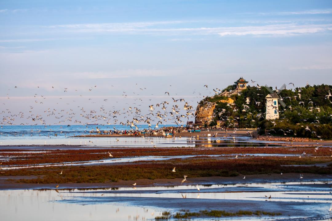秦皇岛鸽子窝最佳观鸟地点,秦皇岛观鸟时间