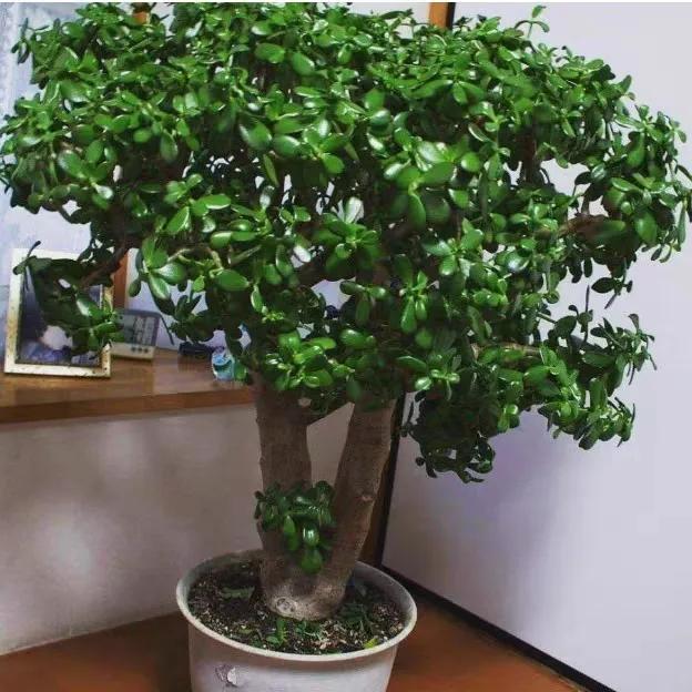 客厅养四种富贵花,家中盆栽什么树好养旺财