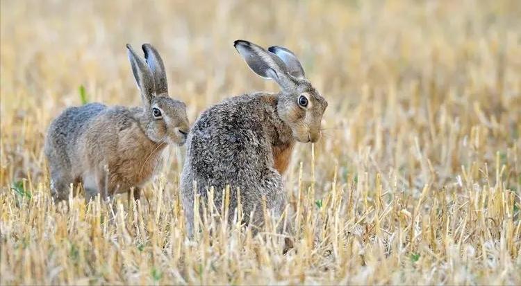 年轻和成年欧洲野兔股骨的形态特征、矿化和力学特性分析