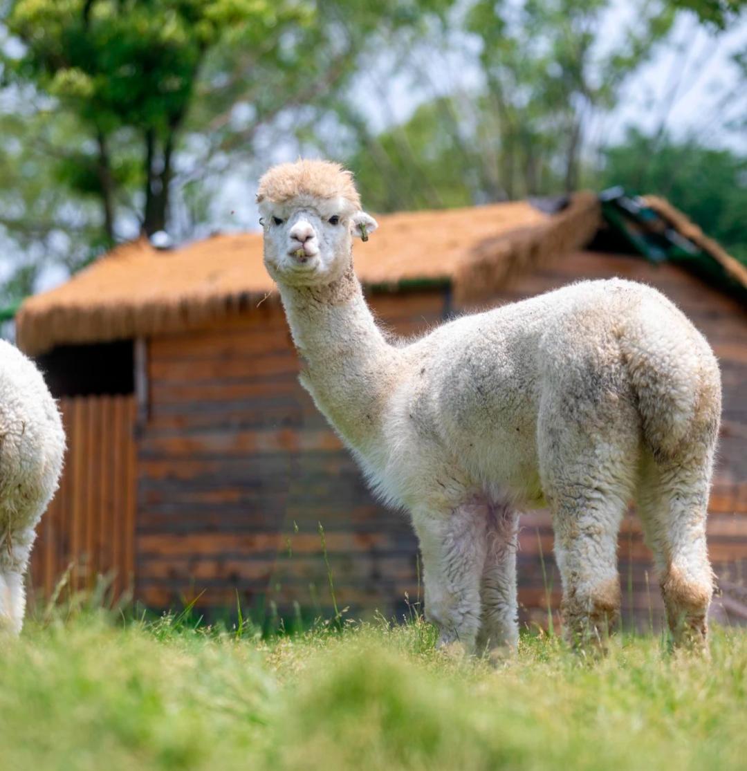 这个五一长假，闯进溧阳鹅村童话世界，做个快乐的大小“鹅”童
