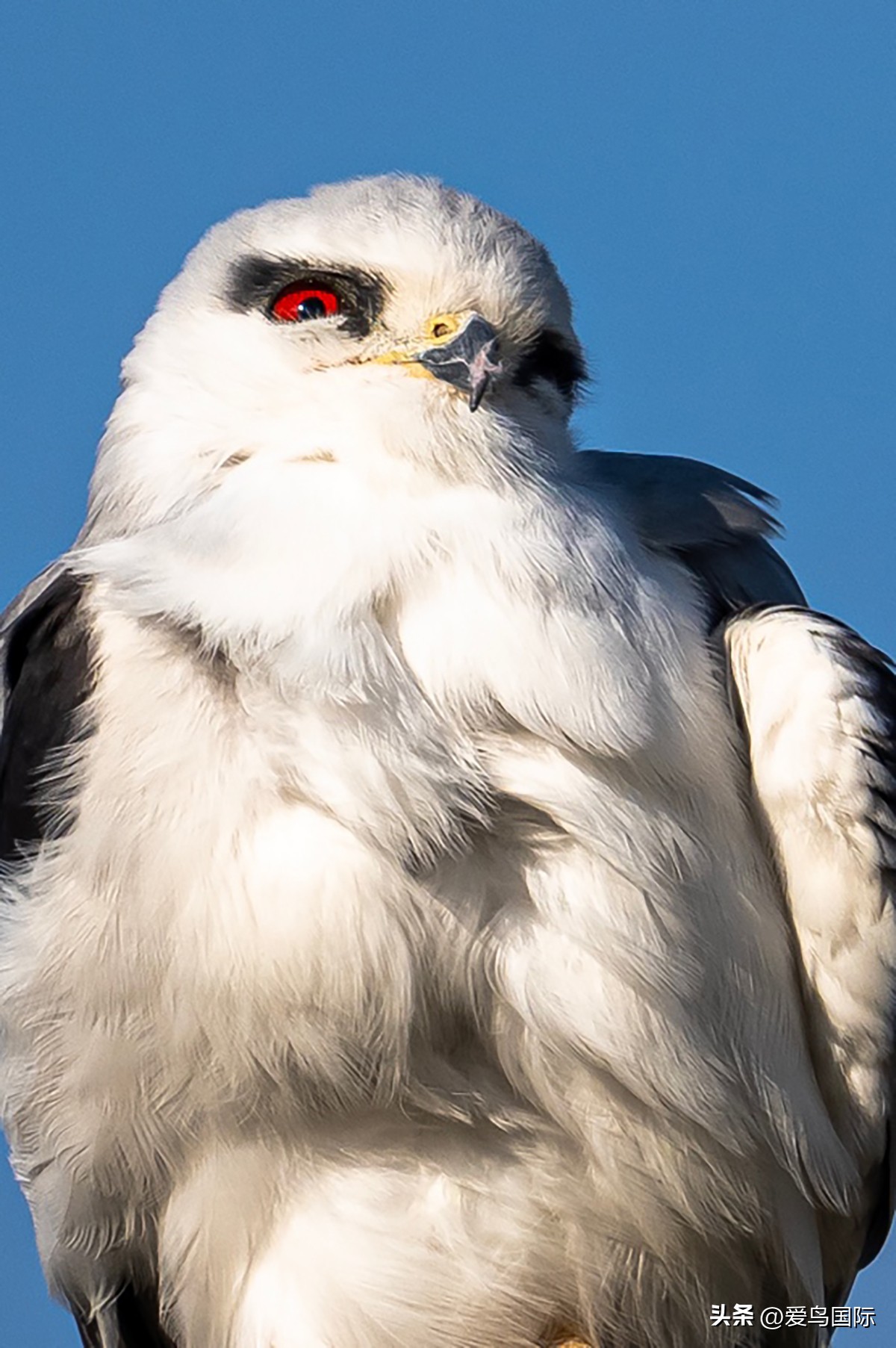 Alpha 1鸟种“加新”之旅 索尼云南拍鸟活动手记