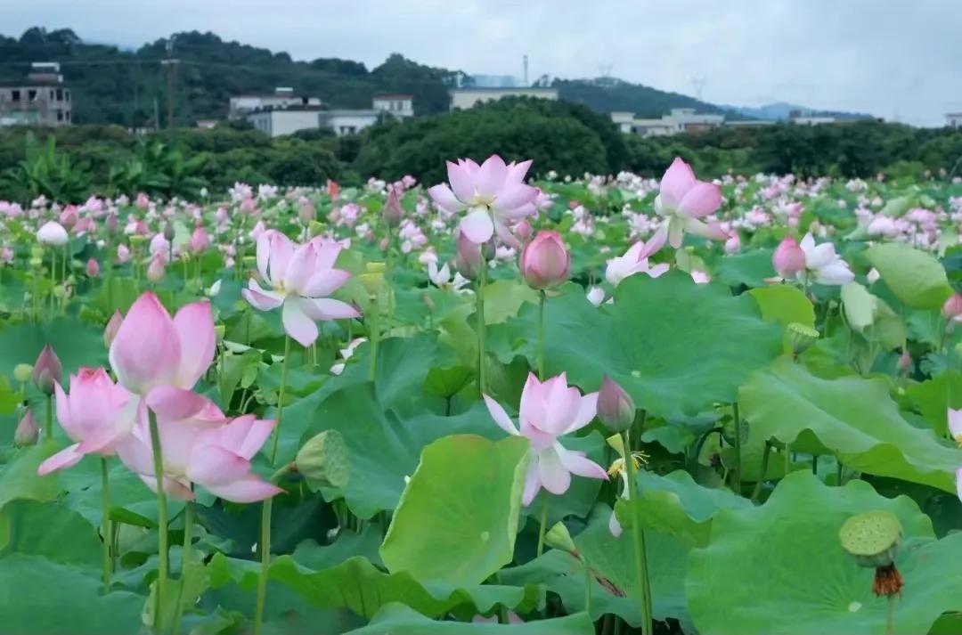 广州摘荔枝一日游最佳路线,从化自驾游荔枝采摘园