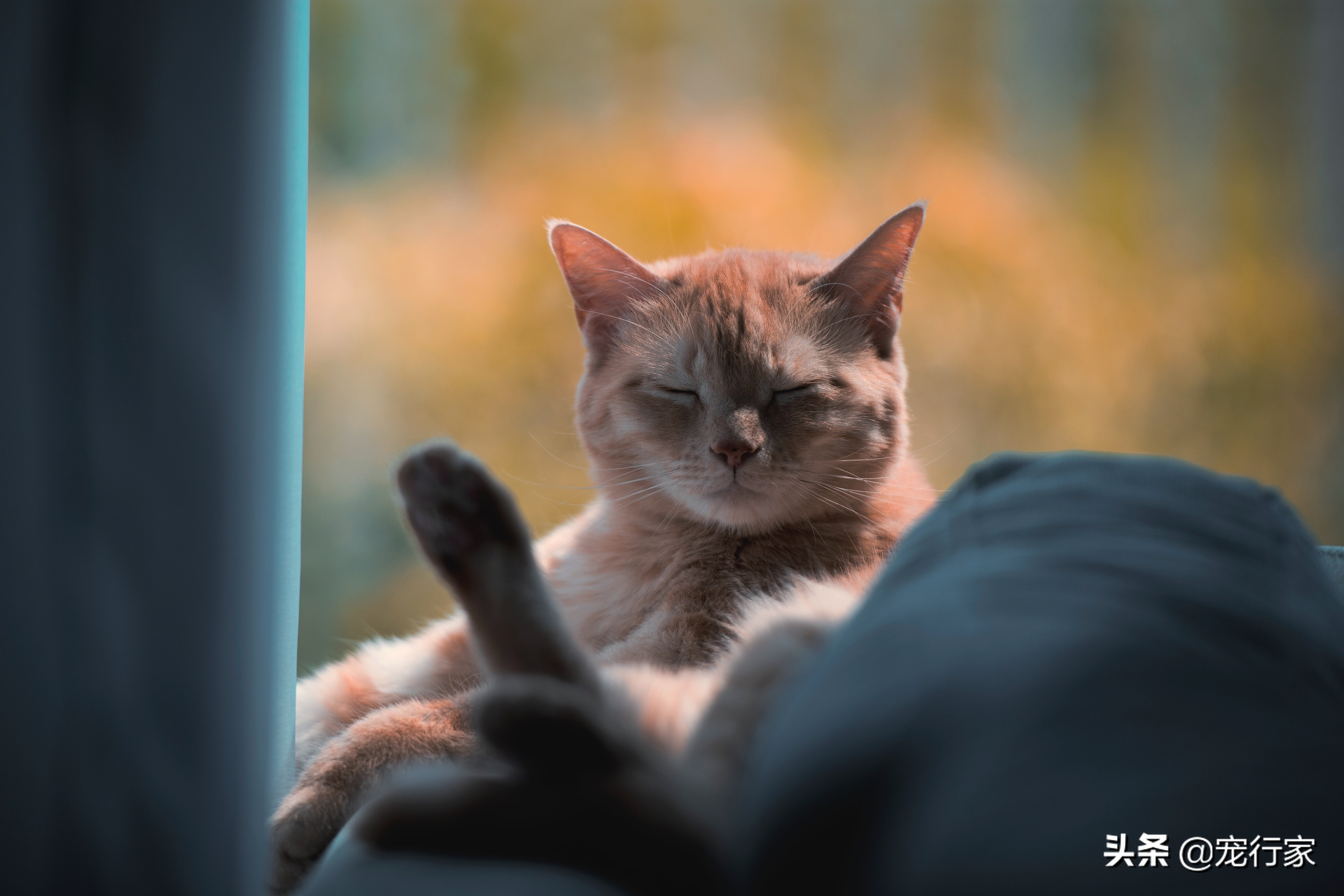 猫屎太臭有什么解决办法,猫屎时间长了臭味会消除吗