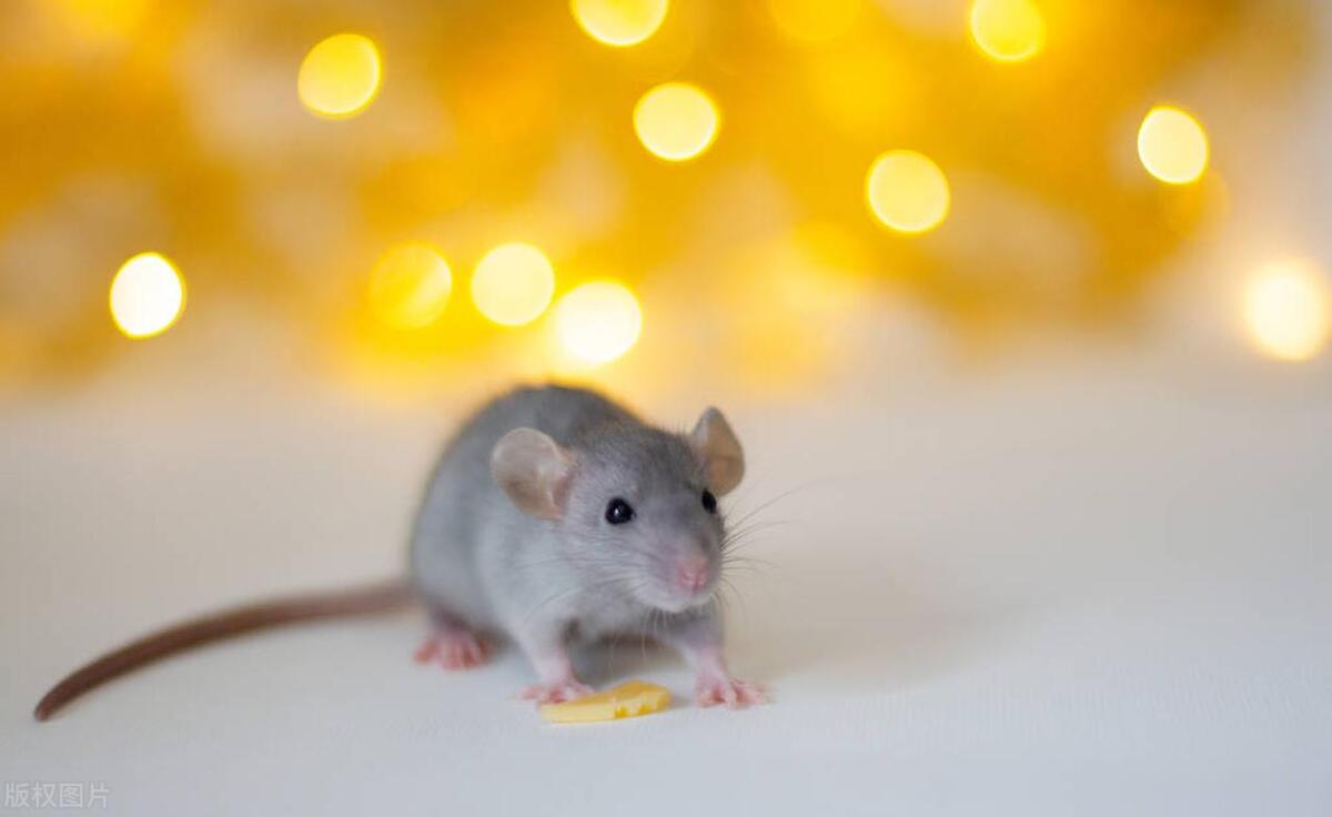 家里老鼠怎么消灭最彻底,家里的老鼠怎么能赶走