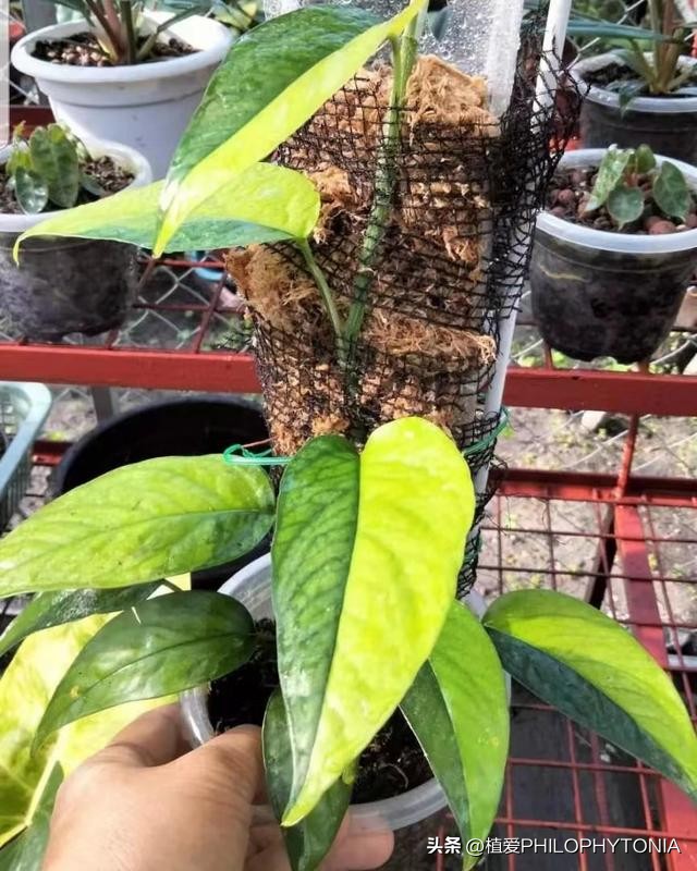 麒麟尾的猫咪是什么样的品种,麒麟尾花卉品种