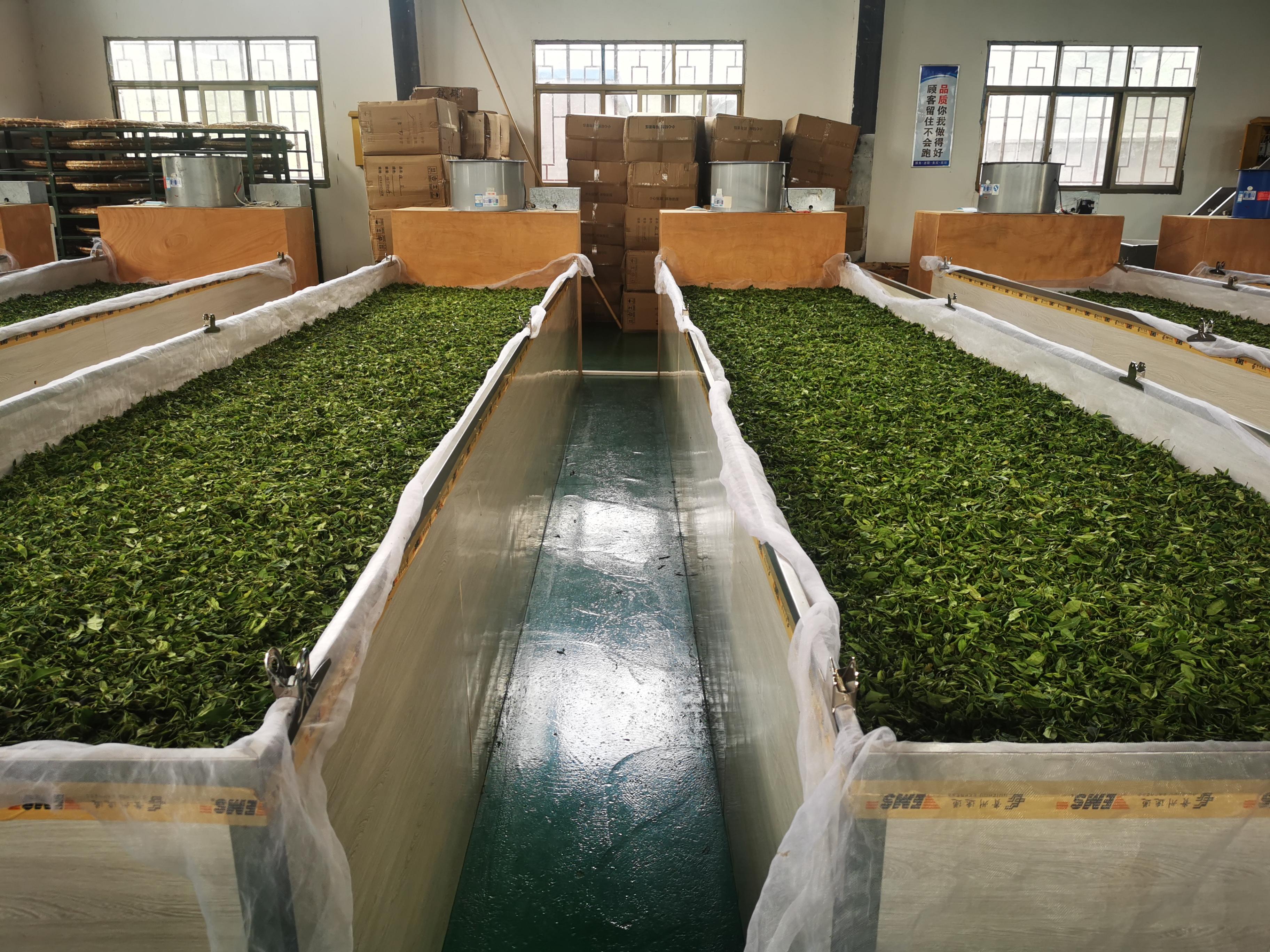 贵州太极古树红茶,七星太极古树红茶