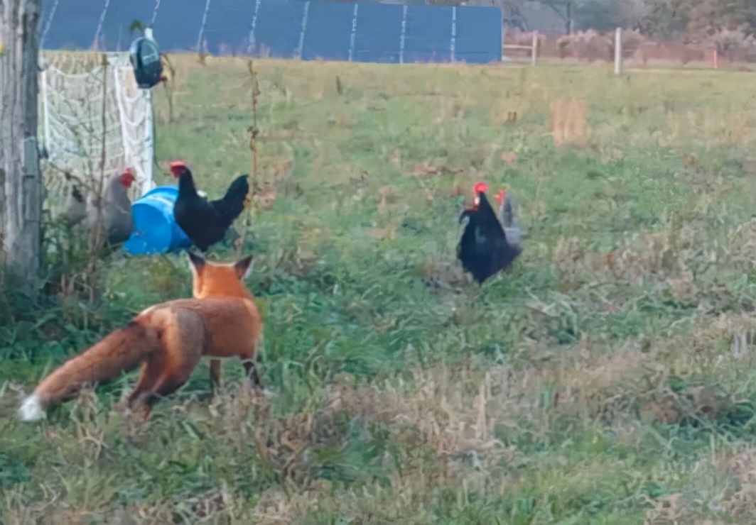 动物报复人类事例的真实故事,动物复仇的真实事件