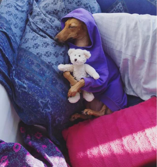 一只被抛弃的小狗逆袭变身超狗,一只被逆袭的中国狗狗