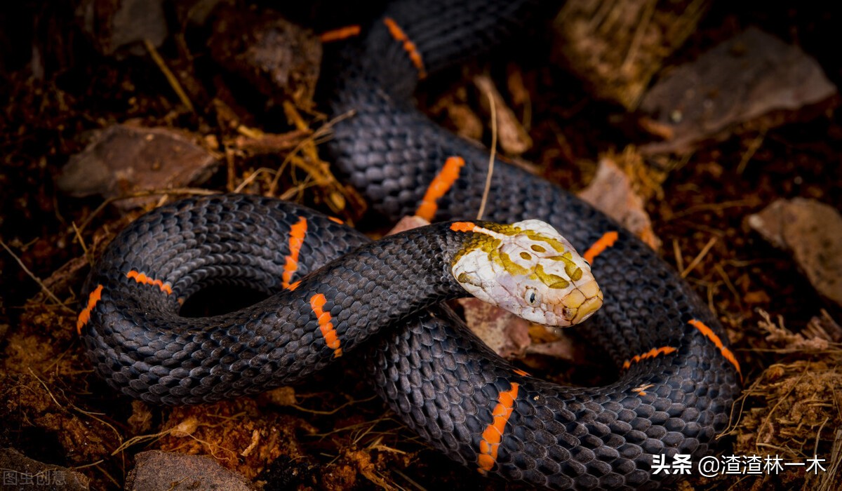 剧毒蝰蛇,毒性最强的蝰蛇