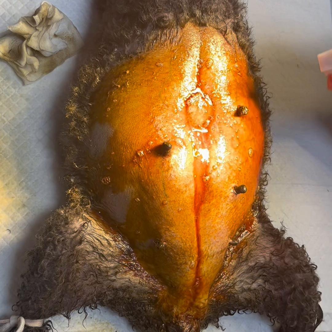 狗狗难产死掉了,狗狗难产一般多久就得去医院