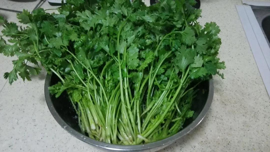 香菜种子能不能直接种植,香菜种子要种植多久才可以吃