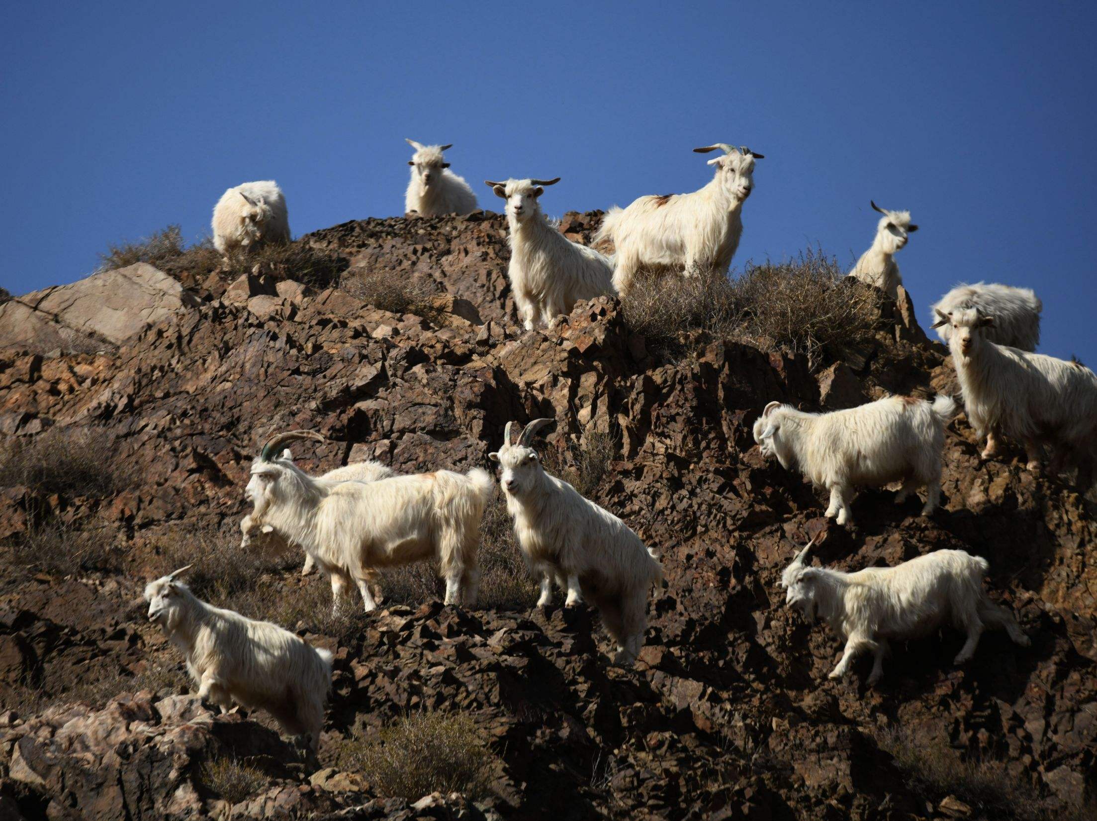 朊病毒大爆发可能性,朊病毒是不是致死率最高的病毒