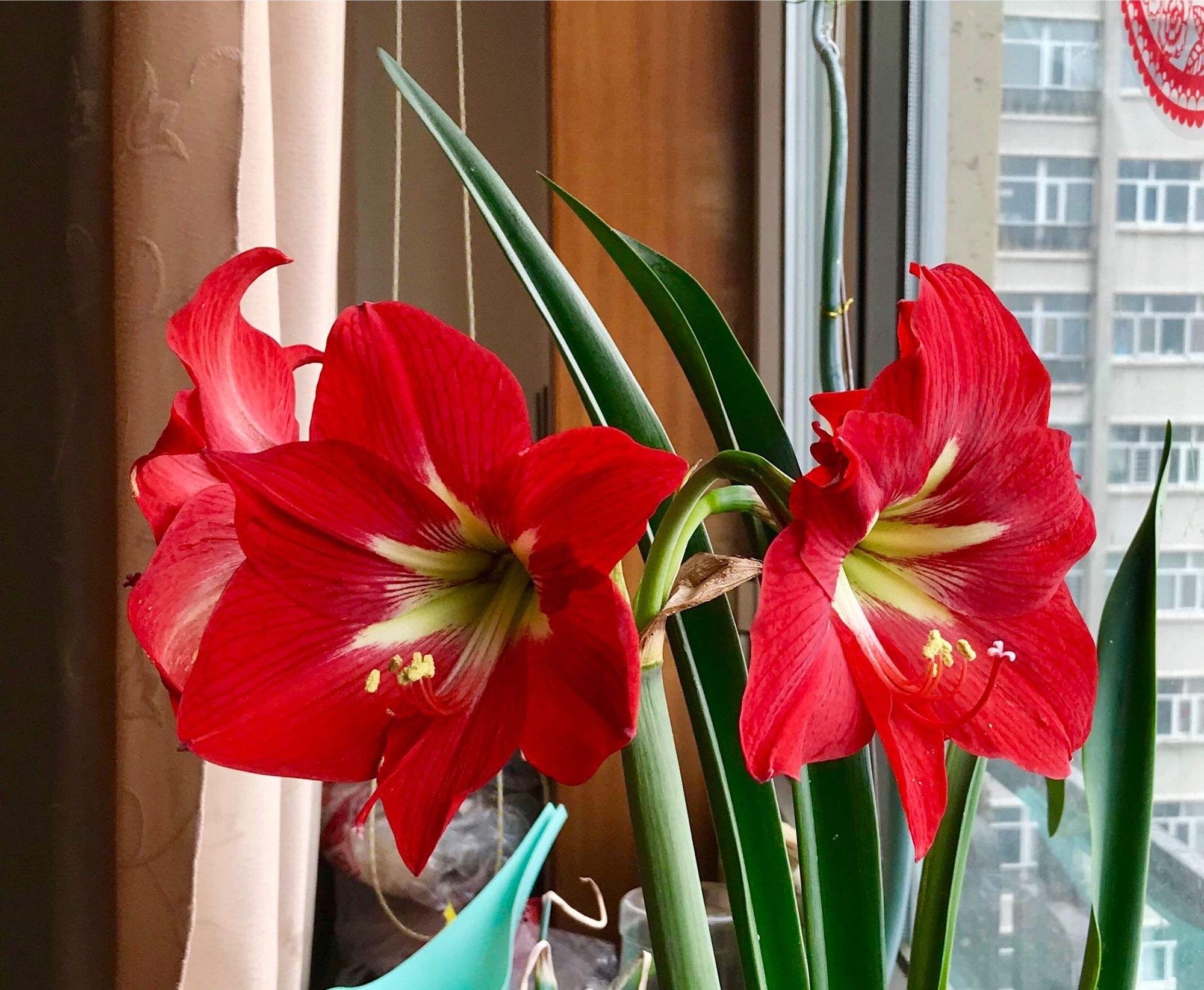 朱顶红怎样养才能开花,朱顶红怎么养才能开花结果