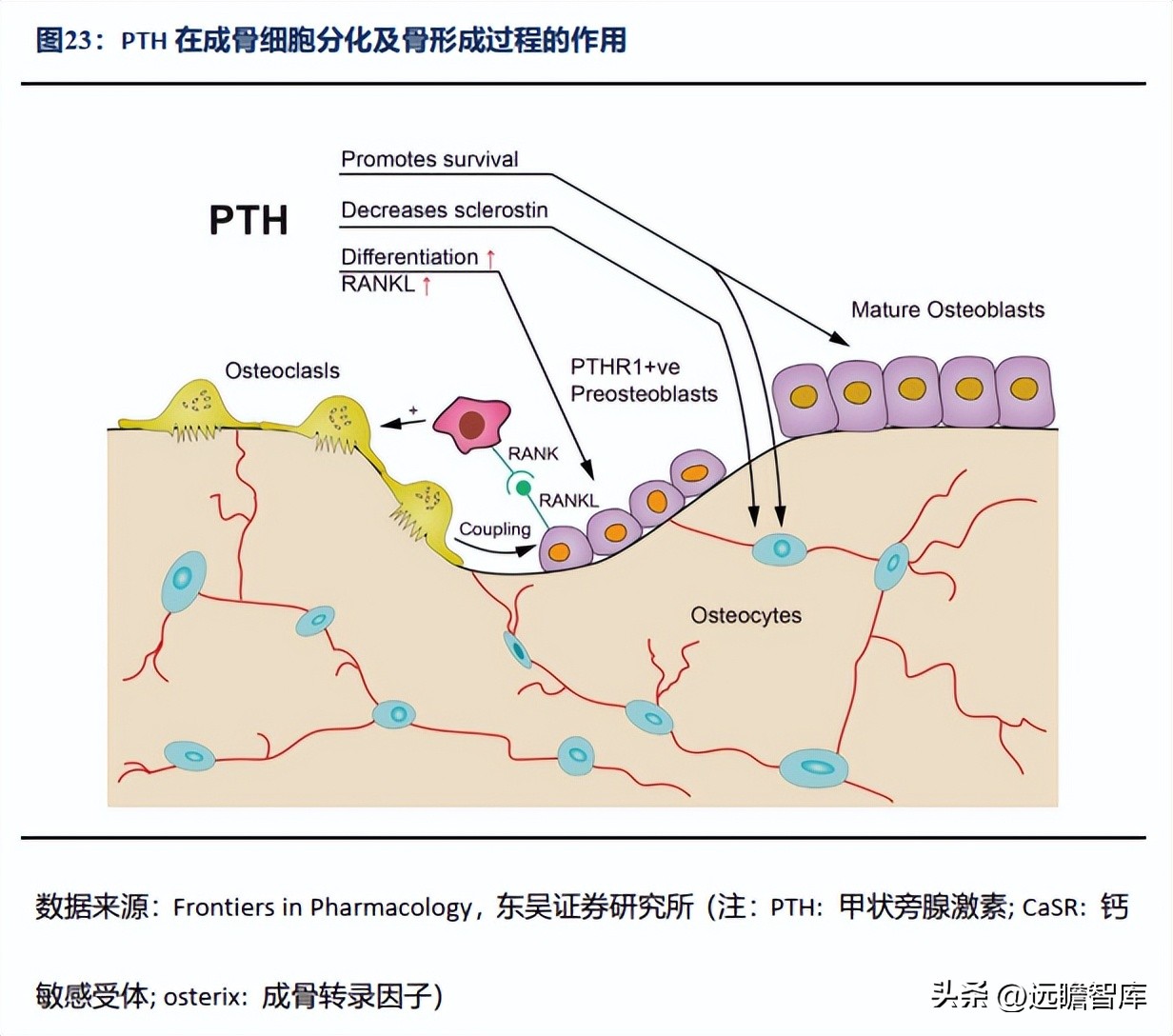 信立泰的核心竞争力,信立泰创新能力