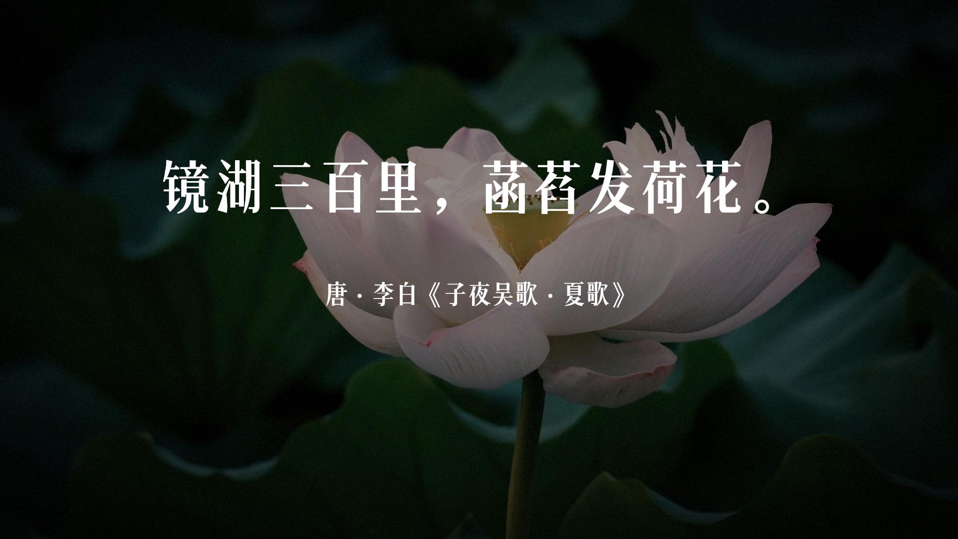 古诗词经典唯美名句关于荷花的,夏天赏荷花的唯美诗句大全