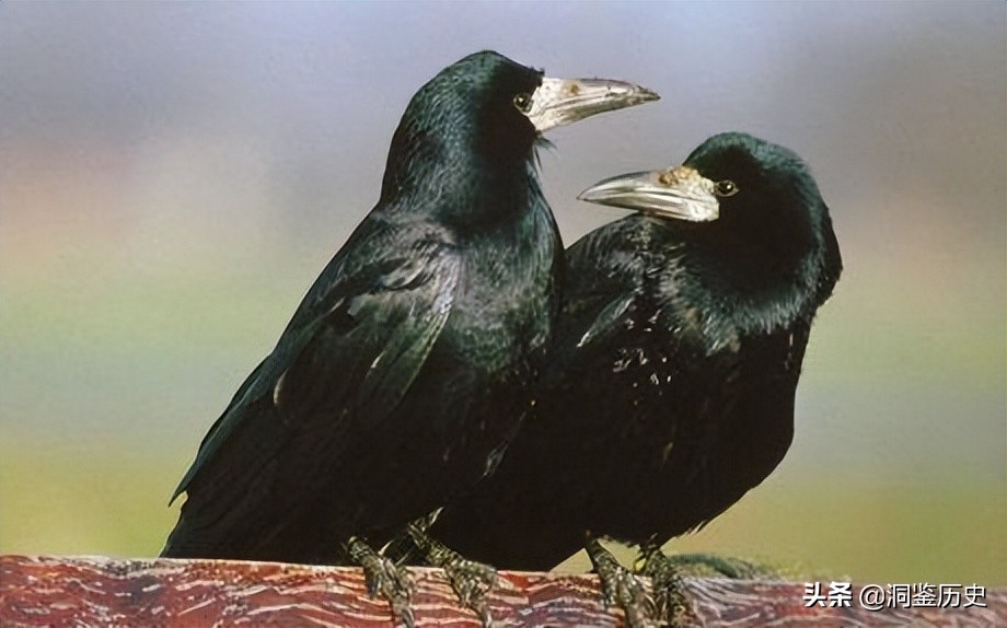 孔子墓葬的传说,孔子墓葬全过程